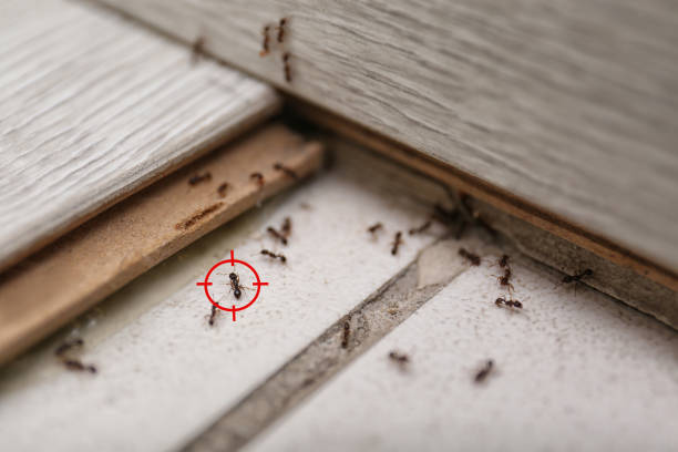 Best Best Pest Control Companies  in Adrian, MO