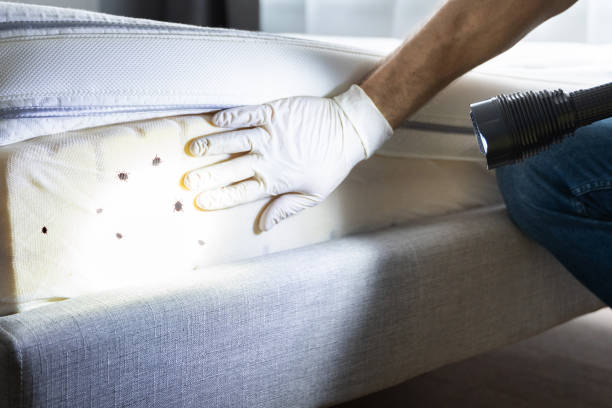 Reliable Adrian, MO Pest Control Solutions