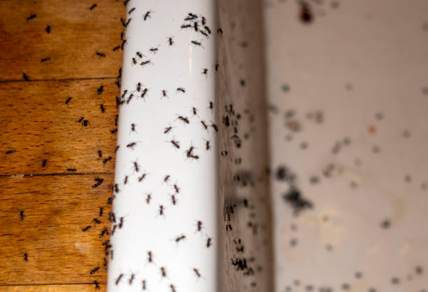 Best Cockroach Control Services  in Adrian, MO